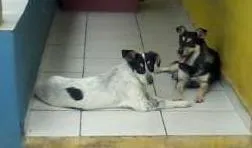 Cachorro ra a SRD idade 5 anos nome Mabel