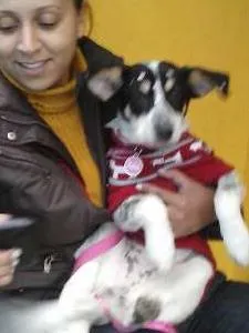 Cachorro ra a SRD idade 5 anos nome Mabel