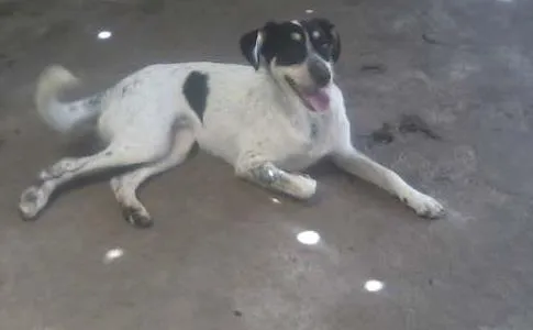 Cachorro ra a SRD idade 5 anos nome Mabel