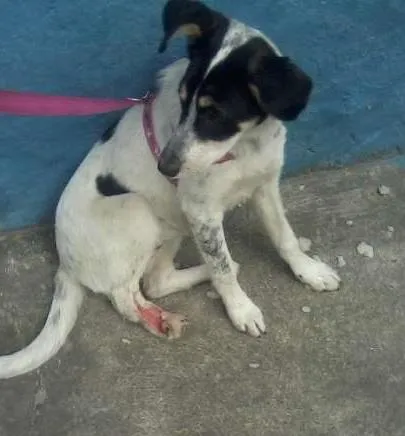 Cachorro ra a SRD idade 5 anos nome Mabel