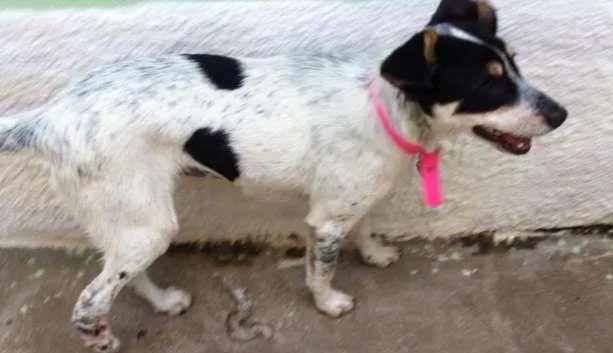 Cachorro ra a SRD idade 5 anos nome Mabel
