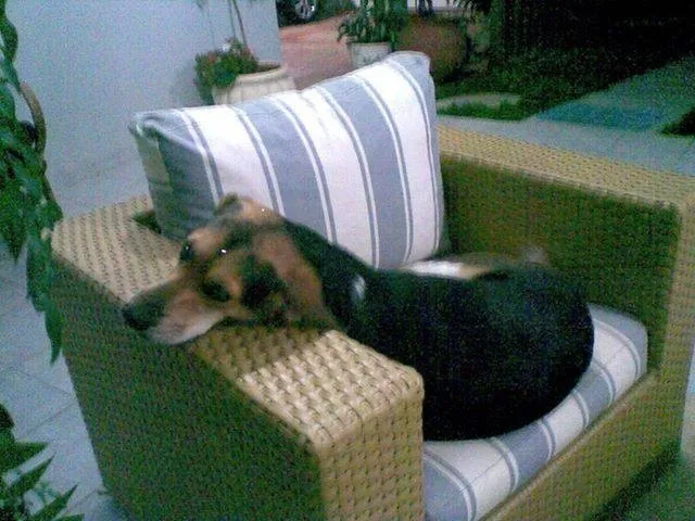 Cachorro ra a SRD idade 5 anos nome NEGA GRATIFICA