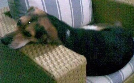 Cachorro ra a SRD idade 5 anos nome NEGA GRATIFICA