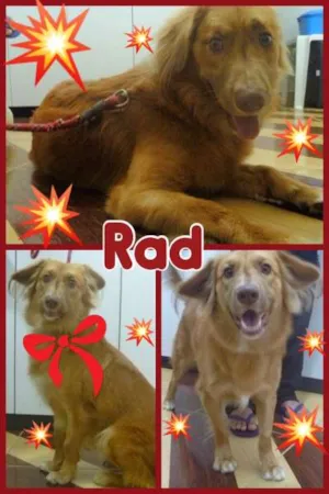 Cachorro raça MESTIÇO GOLDEN RETRIEVER idade 1 ano nome RAD