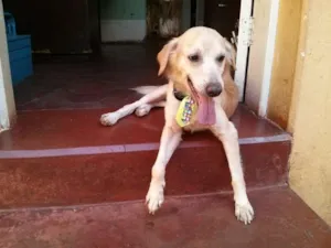 Cachorro raça Vira-Lata Golden idade 2 anos nome Lion