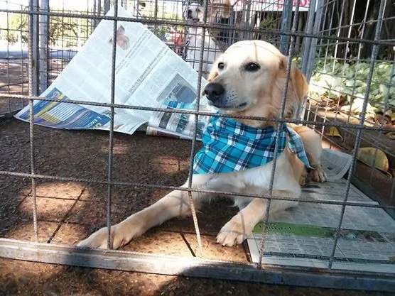 Cachorro ra a Vira-Lata Golden idade 2 anos nome Lion
