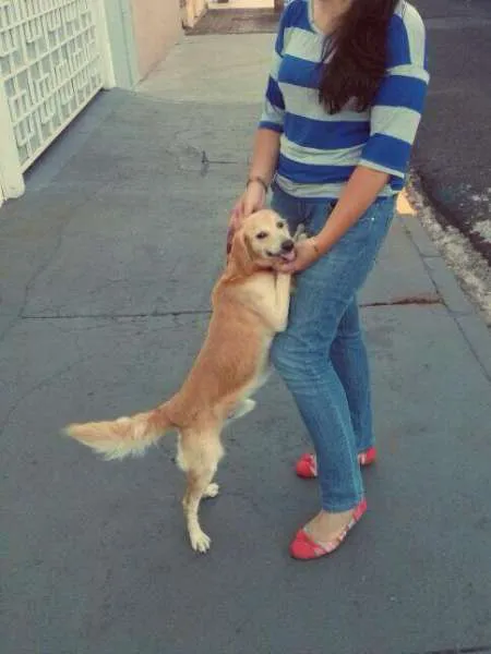 Cachorro ra a Vira-Lata Golden idade 2 anos nome Lion