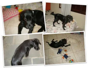 Cachorro raça cocker idade 2 a 6 meses nome Amora