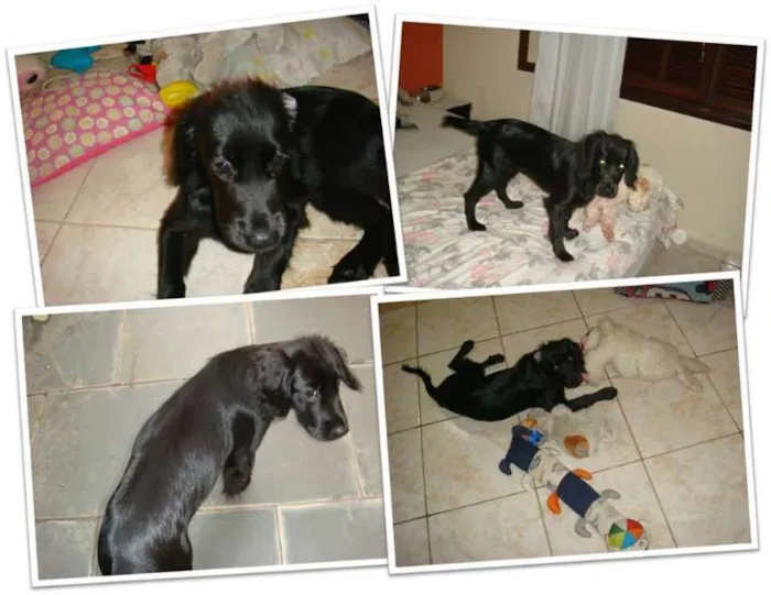 Cachorro ra a cocker idade 2 a 6 meses nome Amora