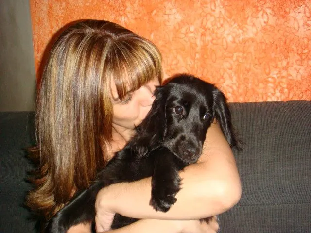 Cachorro ra a cocker idade 2 a 6 meses nome Amora