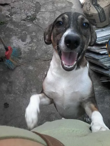 Cachorro ra a SRD idade 1 ano nome Manolo