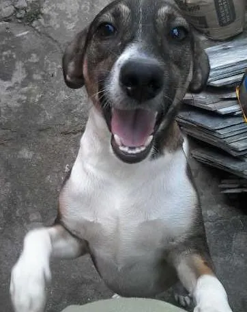 Cachorro ra a SRD idade 1 ano nome Manolo