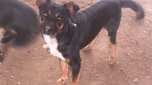 Cachorro raça SRD idade 2 anos nome Pequeno