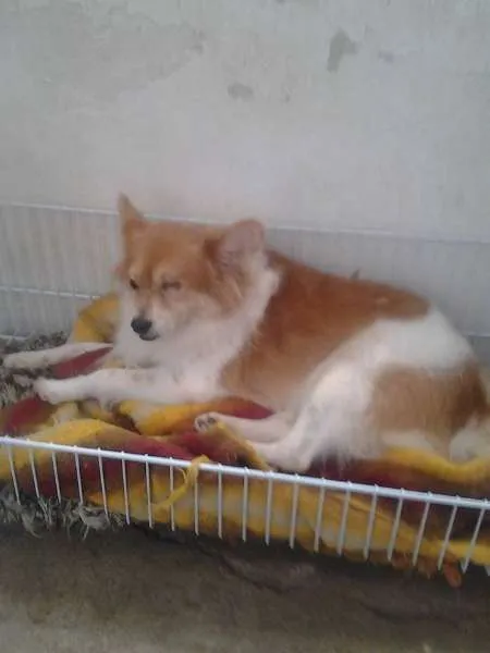 Cachorro ra a SRD idade 3 anos nome Biriba