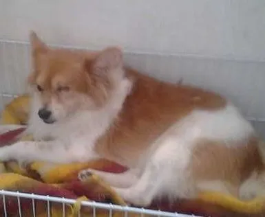 Cachorro ra a SRD idade 3 anos nome Biriba