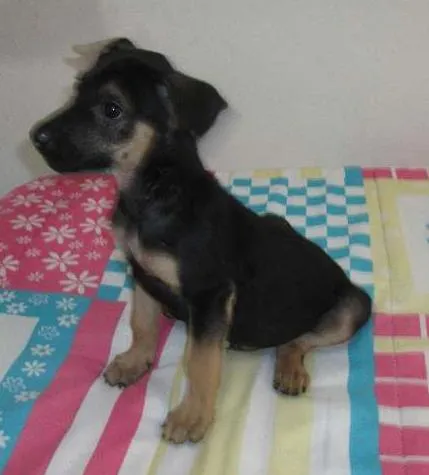 Cachorro ra a SRD idade Abaixo de 2 meses nome Rone