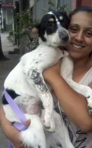 Cachorro ra a SRD idade 5 anos nome Mabel