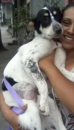 Cachorro ra a SRD idade 5 anos nome Mabel