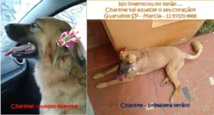Cachorro raça SRD idade 2 anos nome Charlote
