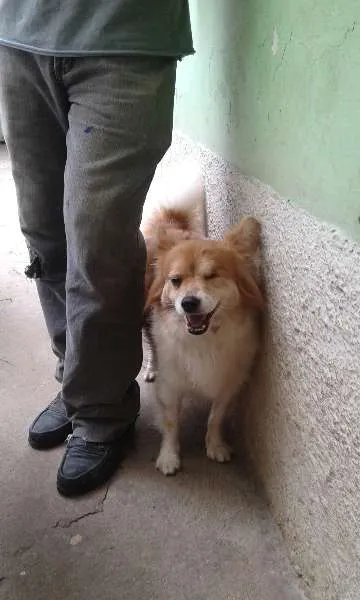 Cachorro ra a SRD idade 3 anos nome Biriba