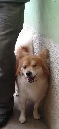 Cachorro ra a SRD idade 3 anos nome Biriba
