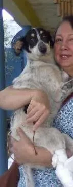 Cachorro ra a SRD idade 5 anos nome Mabel