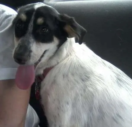Cachorro ra a SRD idade 5 anos nome Mabel