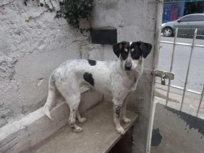 Cachorro ra a SRD idade 5 anos nome Mabel