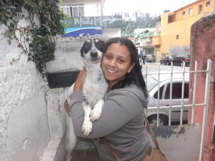 Cachorro ra a SRD idade 5 anos nome Mabel