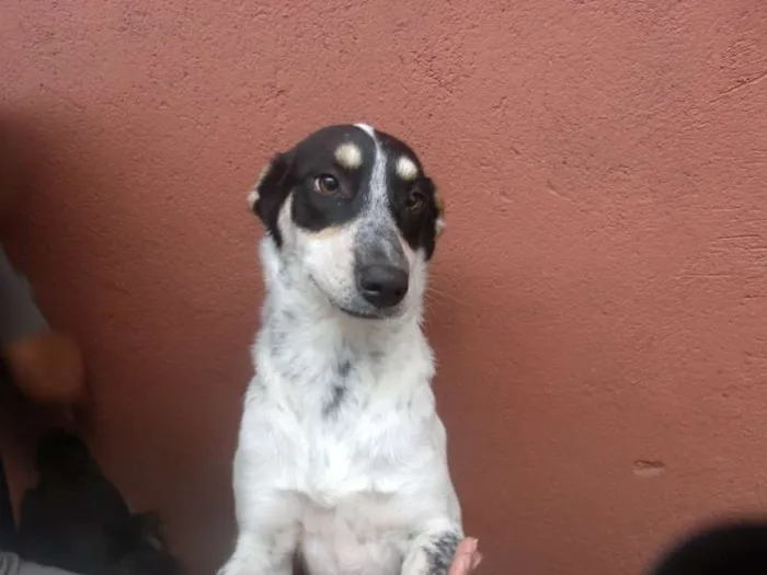 Cachorro ra a SRD idade 5 anos nome Mabel