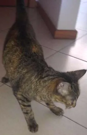 Gato raça PELO CURTO idade 7 a 11 meses nome KIKA