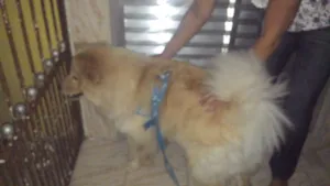 Cachorro raça Chow Chow idade 2 anos nome Lion