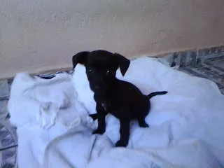 Cachorro ra a não tem idade  nome não tem