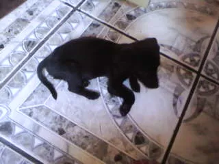 Cachorro ra a não tem idade  nome não tem