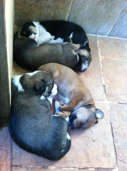 Cachorro ra a SRD idade Abaixo de 2 meses nome Nenhum