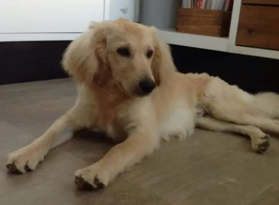 Cachorro ra a Srd idade 1 ano nome Oto
