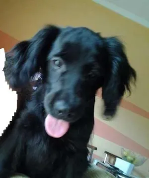 Cachorro raça Cocker idade 2 a 6 meses nome Raul