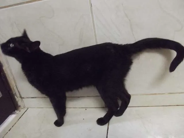 Gato ra a Sem raça idade 7 a 11 meses nome Sem nome