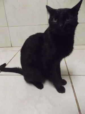 Gato raça Sem raça idade 7 a 11 meses nome Sem nome