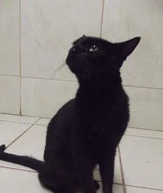 Gato ra a Sem raça idade 7 a 11 meses nome Sem nome