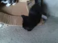 Panda e Neguinha
