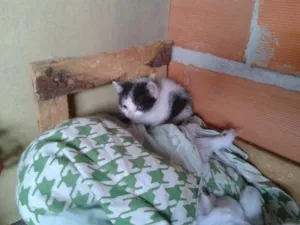 Gato raça vira lata idade 2 a 6 meses nome Panda e Neguinha