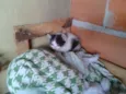 Panda e Neguinha