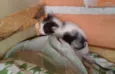 Panda e Neguinha