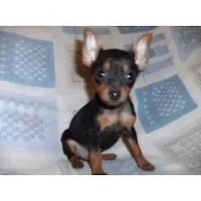 Cachorro raça Pinscher idade 7 a 11 meses nome varios