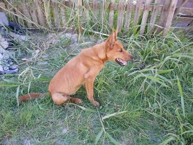 Cachorro ra a  idade 1 ano nome Caramelo