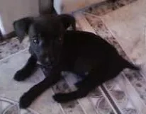 Cachorro raça não tem idade  nome não tem