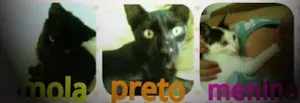 Gato raça SRD idade 2 a 6 meses nome MACHO