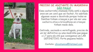 Cachorro raça SRD idade 2 anos nome Holly