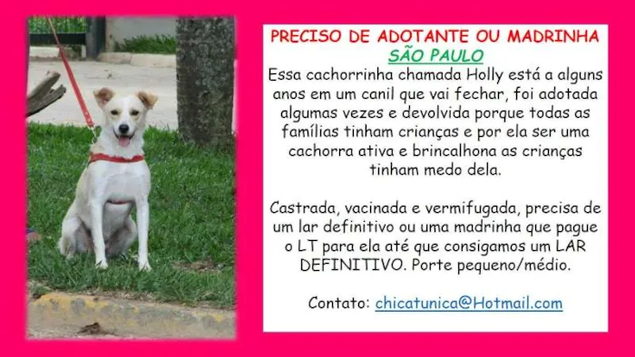 Cachorro ra a SRD idade 2 anos nome Holly